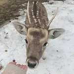 Za Wsia Uscie Gorlickie