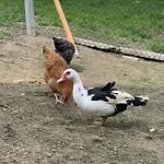 Za Wsia 팜스테이 Uscie Gorlickie