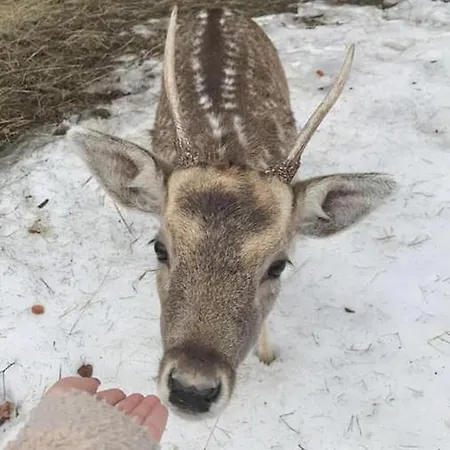Za Wsia Uscie Gorlickie
