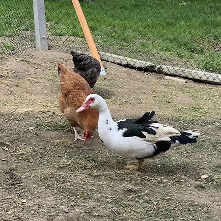 Za Wsia Farm stay Uscie Gorlickie